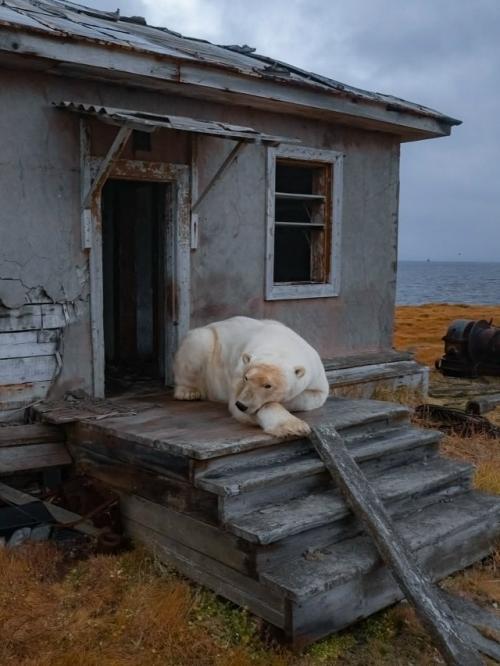 Медвежьи дачи на колючинском острове. 05