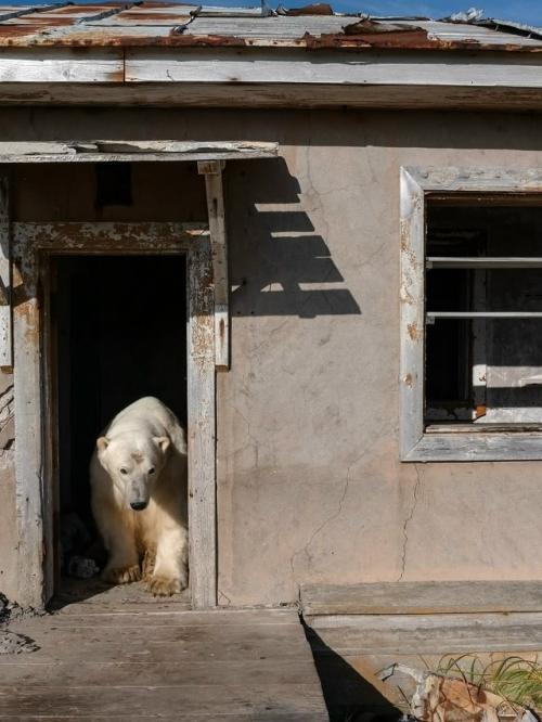 Медвежьи дачи на колючинском острове. 03