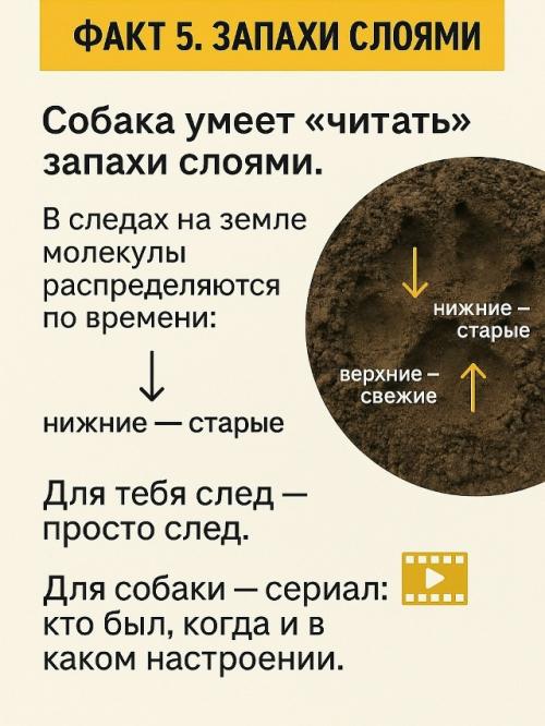 Собачий нос - это айфон без подзарядки, Google и бабка у подъезда в одном лице. 05