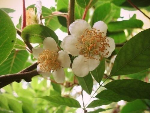 Мы выращиваем киви дома! 03