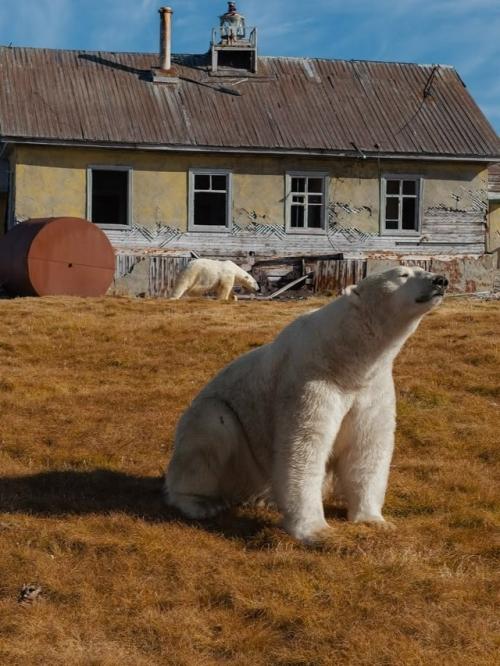 Медвежьи дачи на колючинском острове. 01