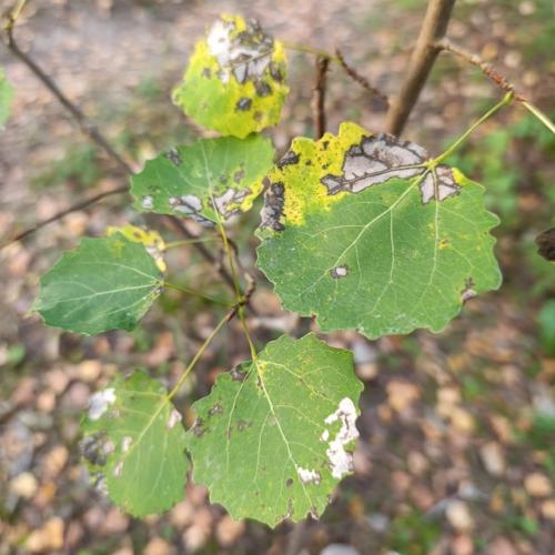 - аллoу!  Жэнщина! 01