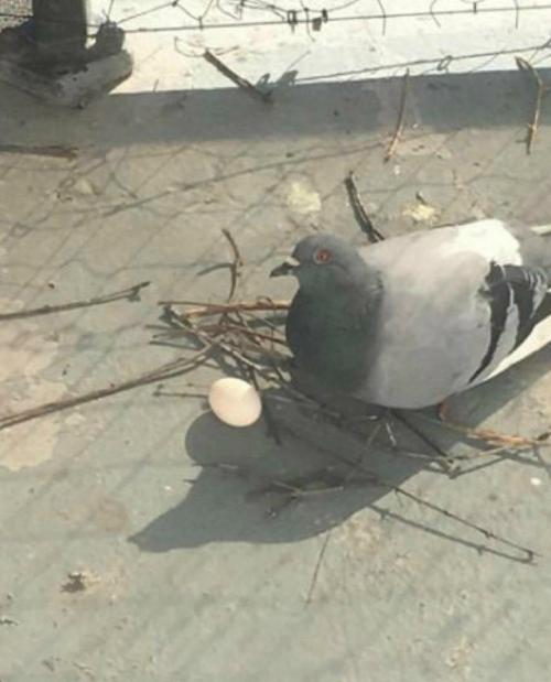 Голуби - птицы с самыми плохими навыками строительства гнёзд. 02