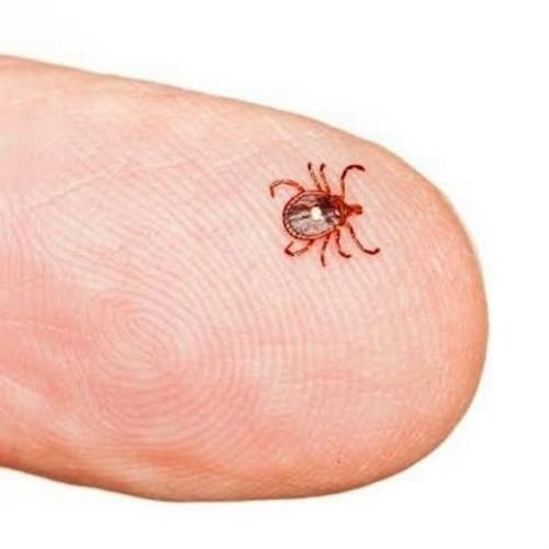 Один укус - и больше никакого мяса. 02