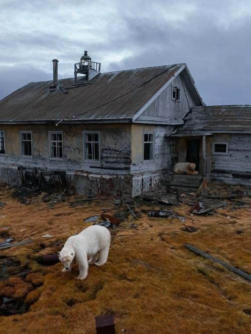 Медвежьи дачи на колючинском острове. 07