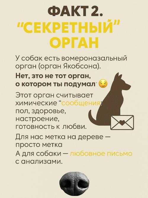Собачий нос - это айфон без подзарядки, Google и бабка у подъезда в одном лице. 02