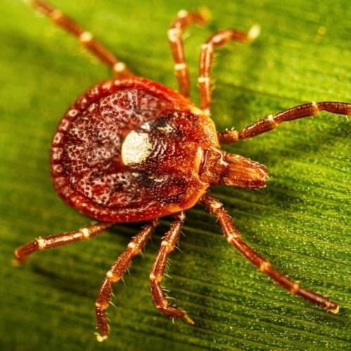 Один укус - и больше никакого мяса.

