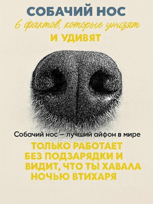 Собачий нос - это айфон без подзарядки, Google и бабка у подъезда в одном лице.