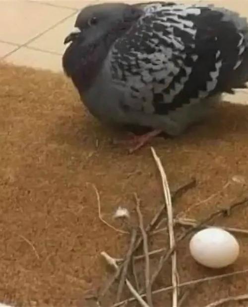 Голуби - птицы с самыми плохими навыками строительства гнёзд. 04