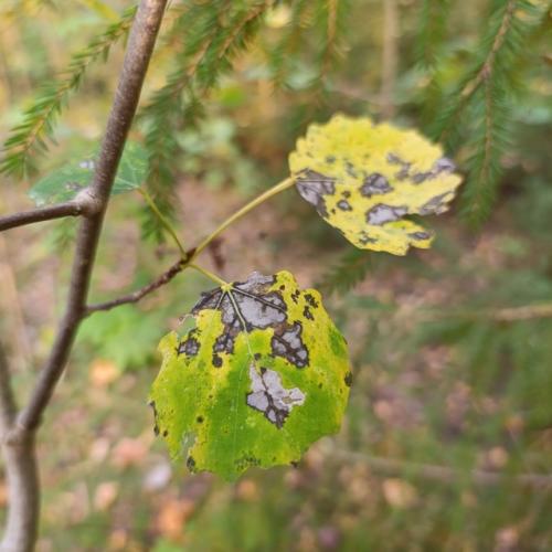 - аллoу!  Жэнщина! 02