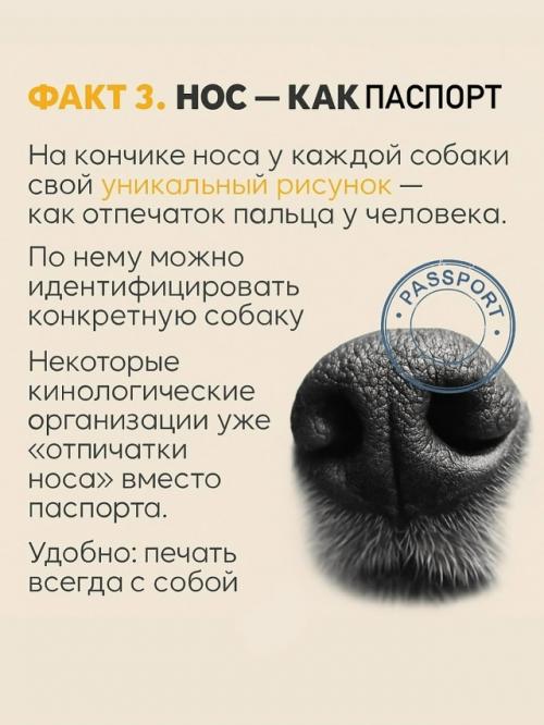 Собачий нос - это айфон без подзарядки, Google и бабка у подъезда в одном лице. 03