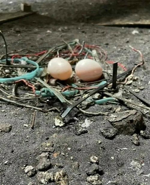 Голуби - птицы с самыми плохими навыками строительства гнёзд. 03