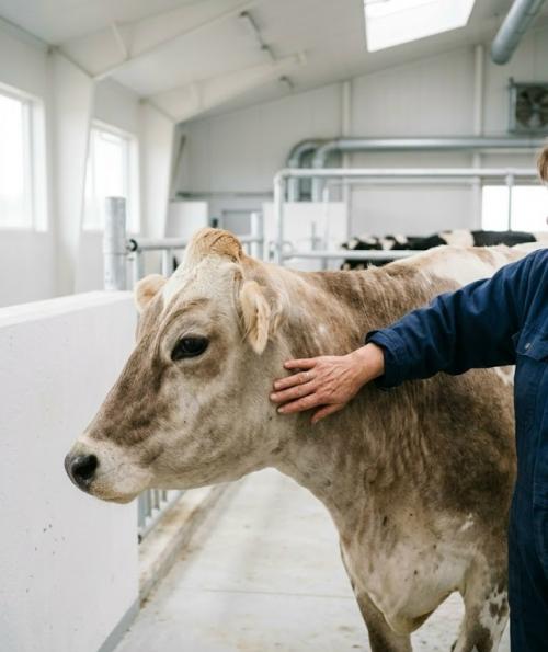 То, что выглядит единым органом, на самом деле разделено на четыре самостоятельные четверти со своими протоками и сосками. 02