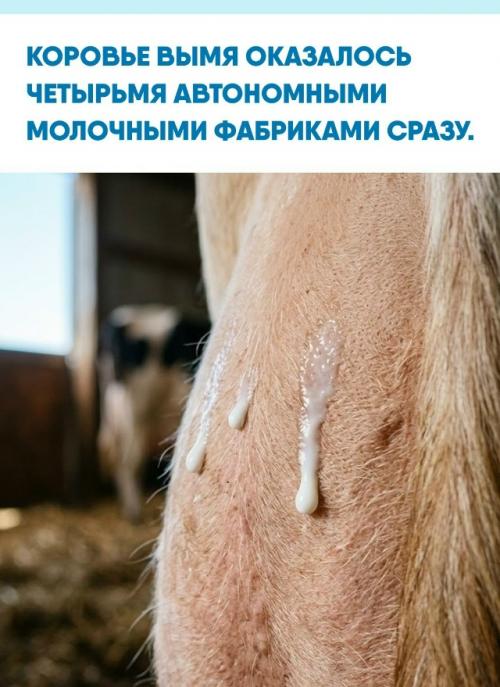 То, что выглядит единым органом, на самом деле разделено на четыре самостоятельные четверти со своими протоками и сосками.  