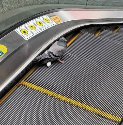 Голуби - птицы с самыми плохими навыками строительства гнёзд.

