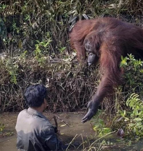 Человечность.

Снимок был сделан фотографом Анилом прабхакаром в лесах Индонезии.  