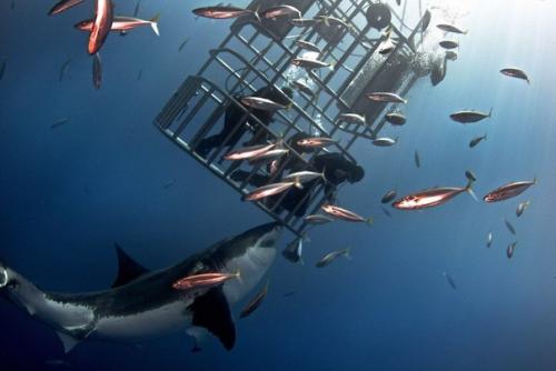 Как потрогать акулу. 03