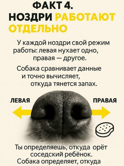Собачий нос - это айфон без подзарядки, Google и бабка у подъезда в одном лице. 04