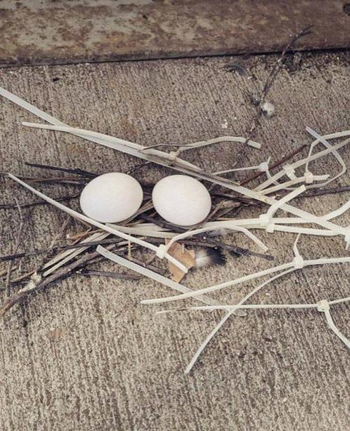 Голуби - птицы с самыми плохими навыками строительства гнёзд. 01