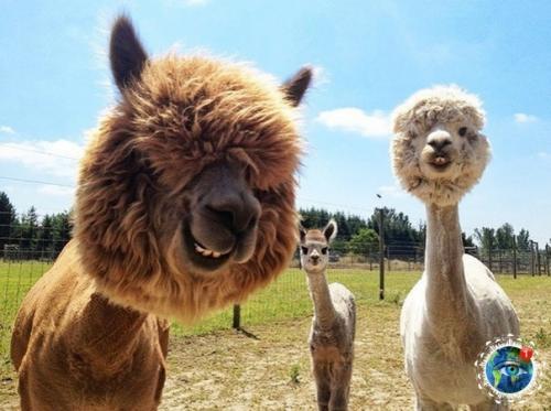 Альпaкa - этo хoдячий пyшиcтый пoзитивчик. 04