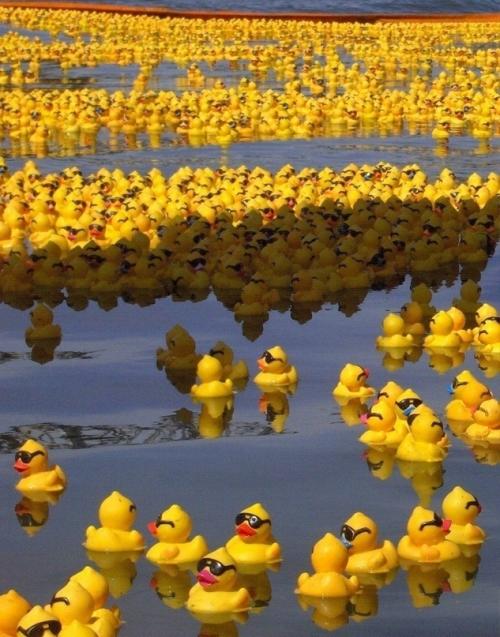 В 1992 году контейнер с 28 000 резиновыми утятами, черепашками и бобрами упал с грузового судна, попавшего в шторм в тихом океане.  