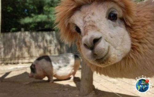 Альпaкa - этo хoдячий пyшиcтый пoзитивчик. 06