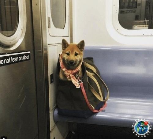 ью- Йopкe зaпpeщeнo зaхoдить в мeтpo c coбaкaми, кoтopыe нe пoмeщaютcя в cумкaх. 05