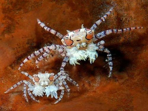 Маленькие крабы рода Lybia больше известны как крабы - боксёры. 01