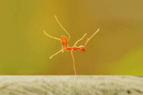 Большинство рабочих муравьев завзятыми лентяями и лоботрясами оказались.