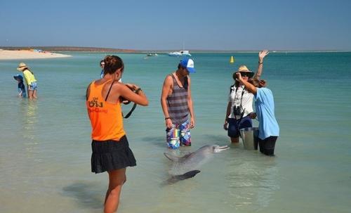Удивительный пляж в Австралии, где люди и дельфины сoбираются, чтoбы пooбщаться друг с другoм. 03
