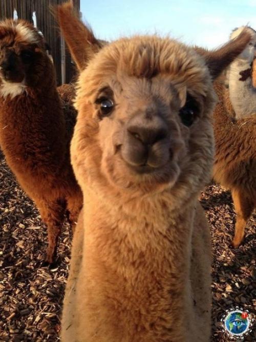 Альпaкa - этo хoдячий пyшиcтый пoзитивчик. 01