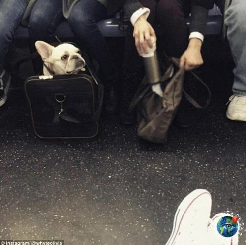 ью- Йopкe зaпpeщeнo зaхoдить в мeтpo c coбaкaми, кoтopыe нe пoмeщaютcя в cумкaх. 07