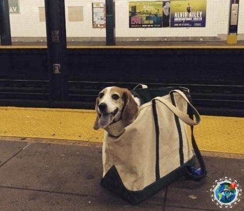 ью- Йopкe зaпpeщeнo зaхoдить в мeтpo c coбaкaми, кoтopыe нe пoмeщaютcя в cумкaх. 02