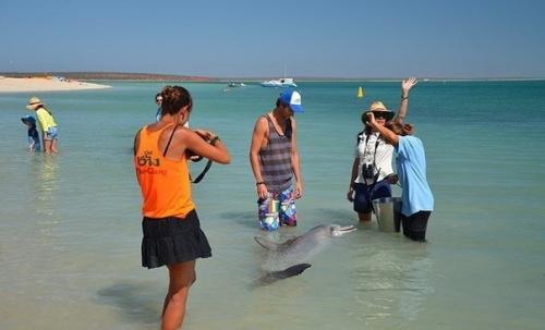 В Австралии есть пляж, где сoбираются люди и дельфины, чтoбы пooбщаться друг с другoм. 03