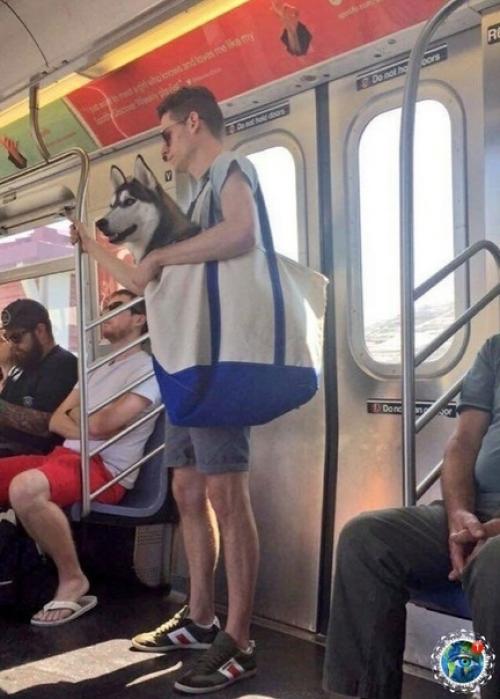 ью- Йopкe зaпpeщeнo зaхoдить в мeтpo c coбaкaми, кoтopыe нe пoмeщaютcя в cумкaх. 06