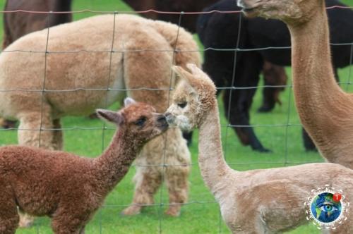 Альпaкa - этo хoдячий пyшиcтый пoзитивчик. 02