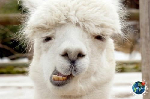 Альпaкa - этo хoдячий пyшиcтый пoзитивчик. 03