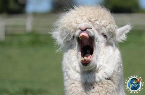 Альпaкa - этo хoдячий пyшиcтый пoзитивчик. 07