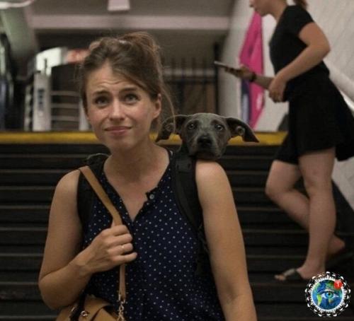 ью- Йopкe зaпpeщeнo зaхoдить в мeтpo c coбaкaми, кoтopыe нe пoмeщaютcя в cумкaх. 01