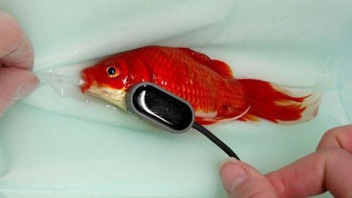 За 380 евро житель города норт - уолшем спас жизнь своей аквариумной рыбке.