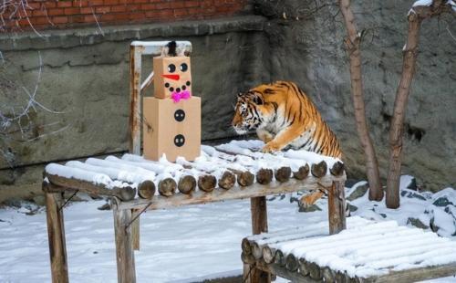 Амурских тигров поздравили с наступающим новым годом и подарили им пустые коробки для развлечения. 03