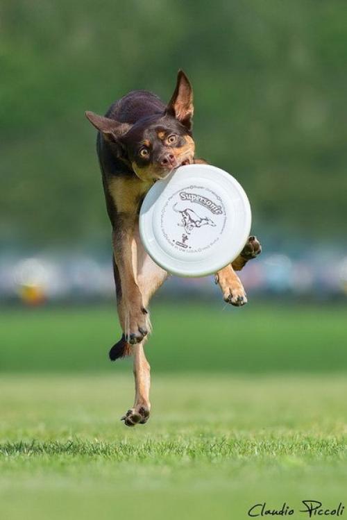 Забавные летающие собаки. 09