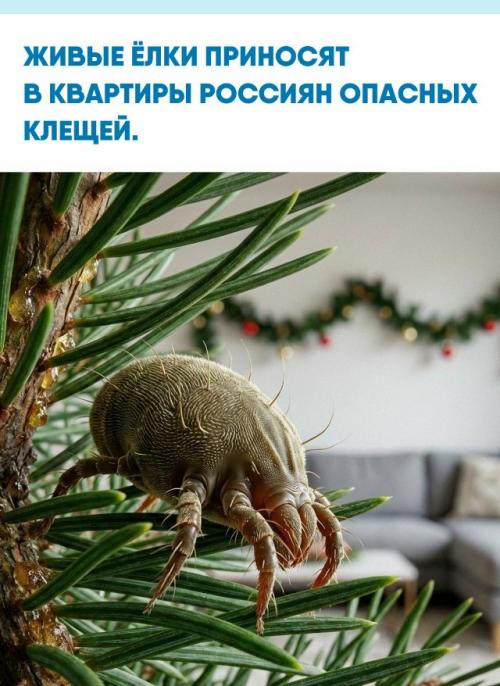 В центральных регионах России из-за тёплой зимы зафиксирована активность хвойных клещей.  