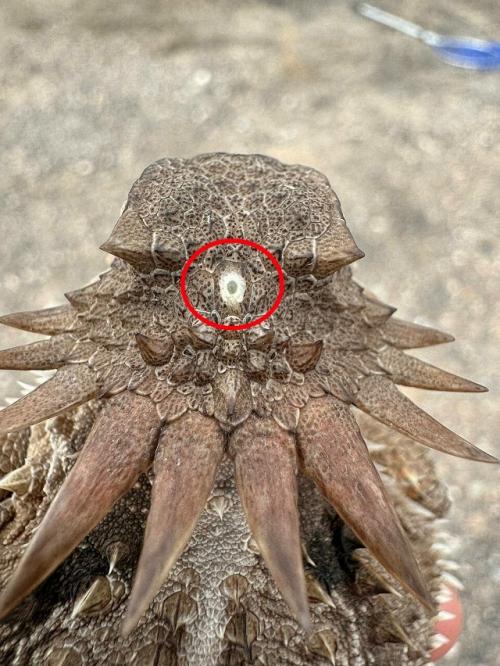 У некоторых современных животных (амфибий, рептилий, рыб и миног с миксинами) есть так называемый третий или теменной глаз.