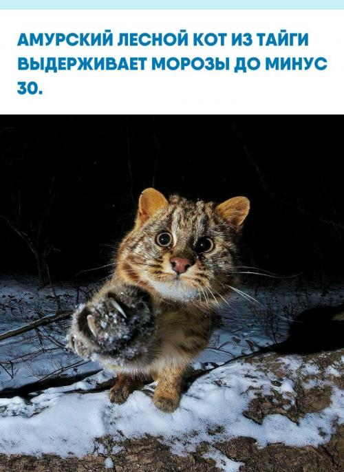 Этот редкий хищник выглядит как крупная домашняя кошка, но за милой внешностью скрывается настоящий мастер маскировки и суровый одиночка.  