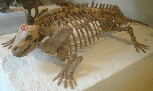 У некоторых современных животных (амфибий, рептилий, рыб и миног с миксинами) есть так называемый третий или теменной глаз. 03