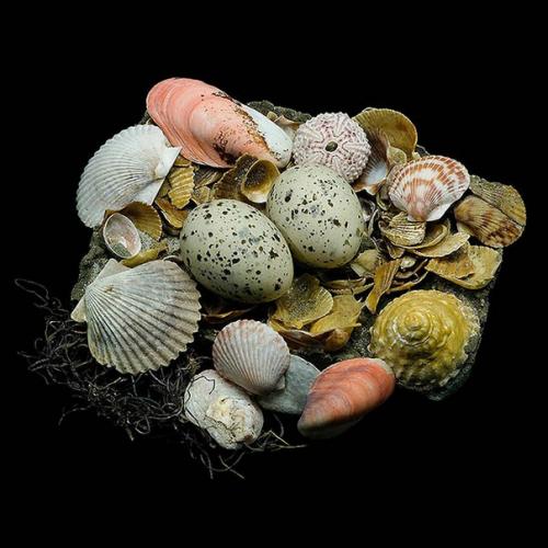 Шедевры природной архитектуры - птичьи гнезда. 06