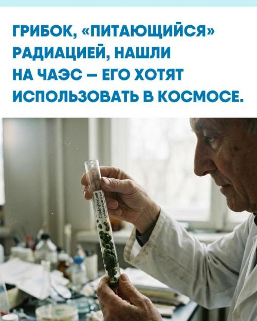 Cladosporium Sphaerospermum способен расти под воздействием радиации благодаря содержащемуся в нём меланину.