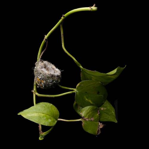 Шедевры природной архитектуры - птичьи гнезда. 01