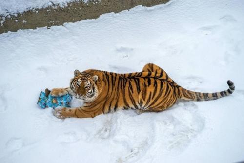 Амурских тигров поздравили с наступающим новым годом и подарили им пустые коробки для развлечения. 02